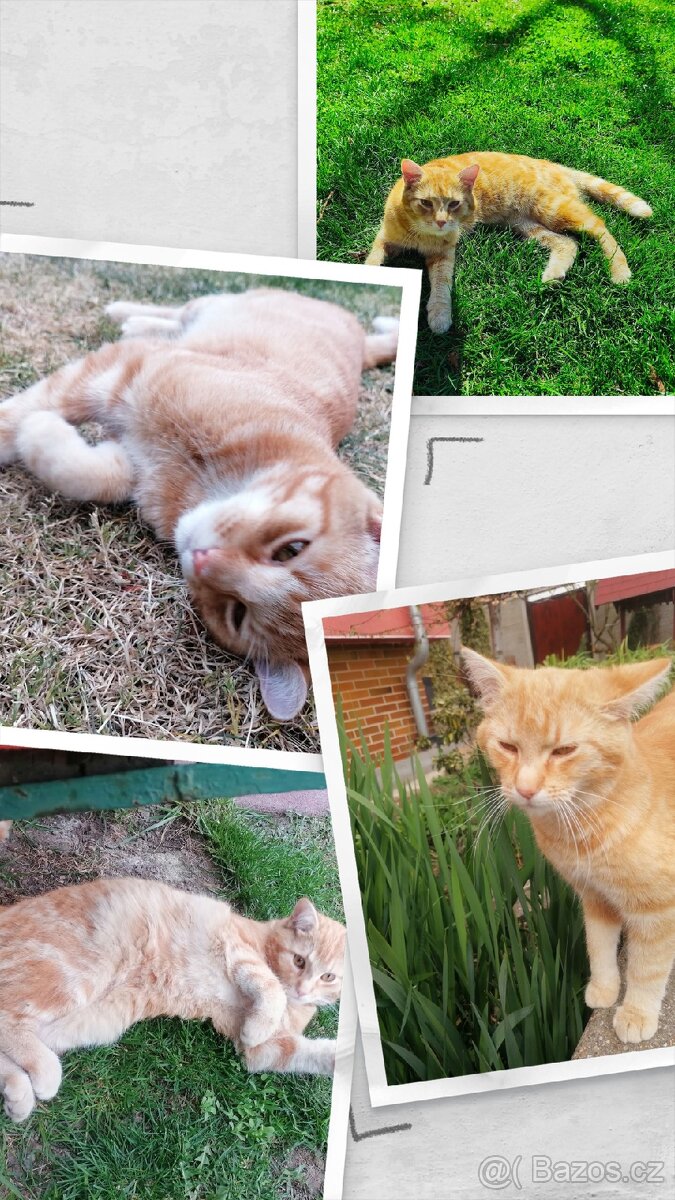 Daruji kocoura a kočku