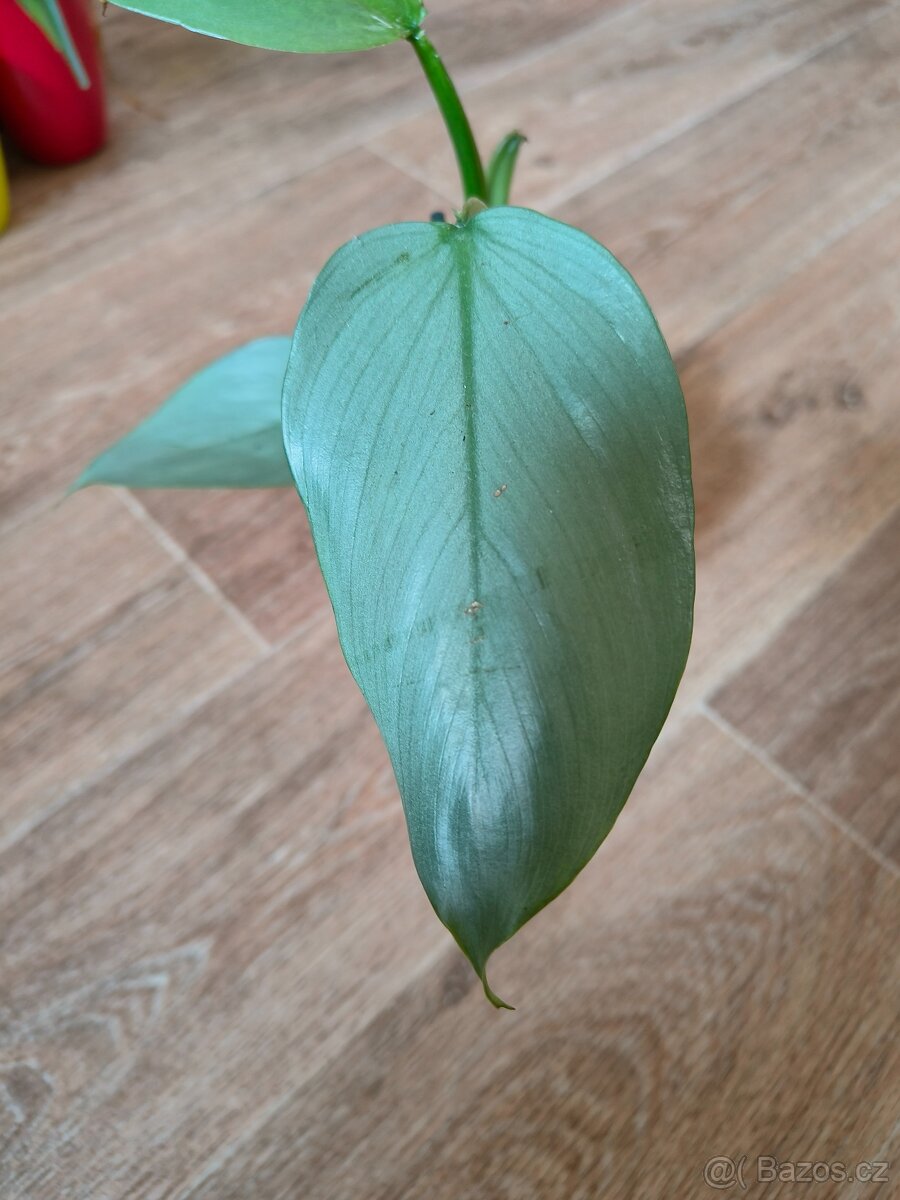 Philodendron Hastatum Silver sword