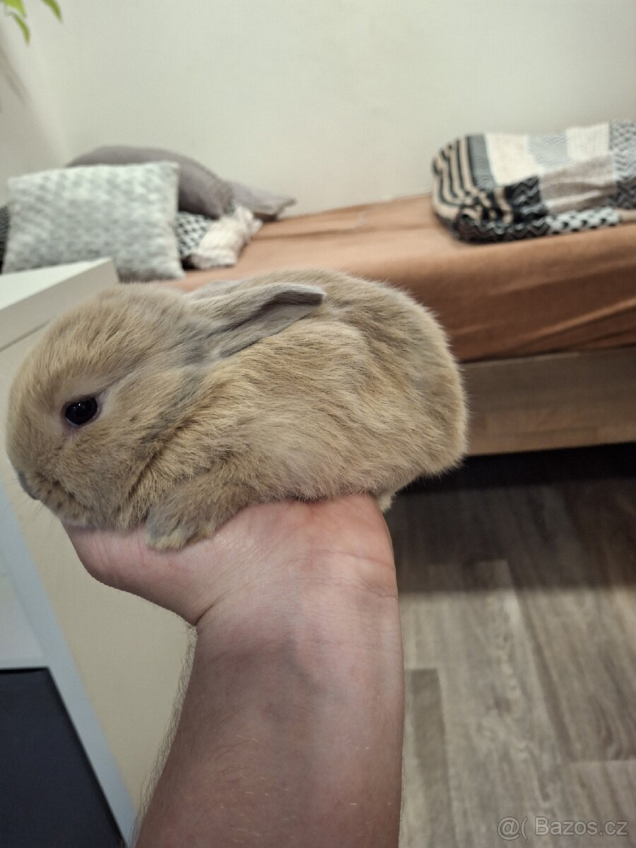 Zakrslí králíčci