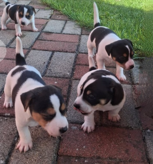 Jack Russell teriér