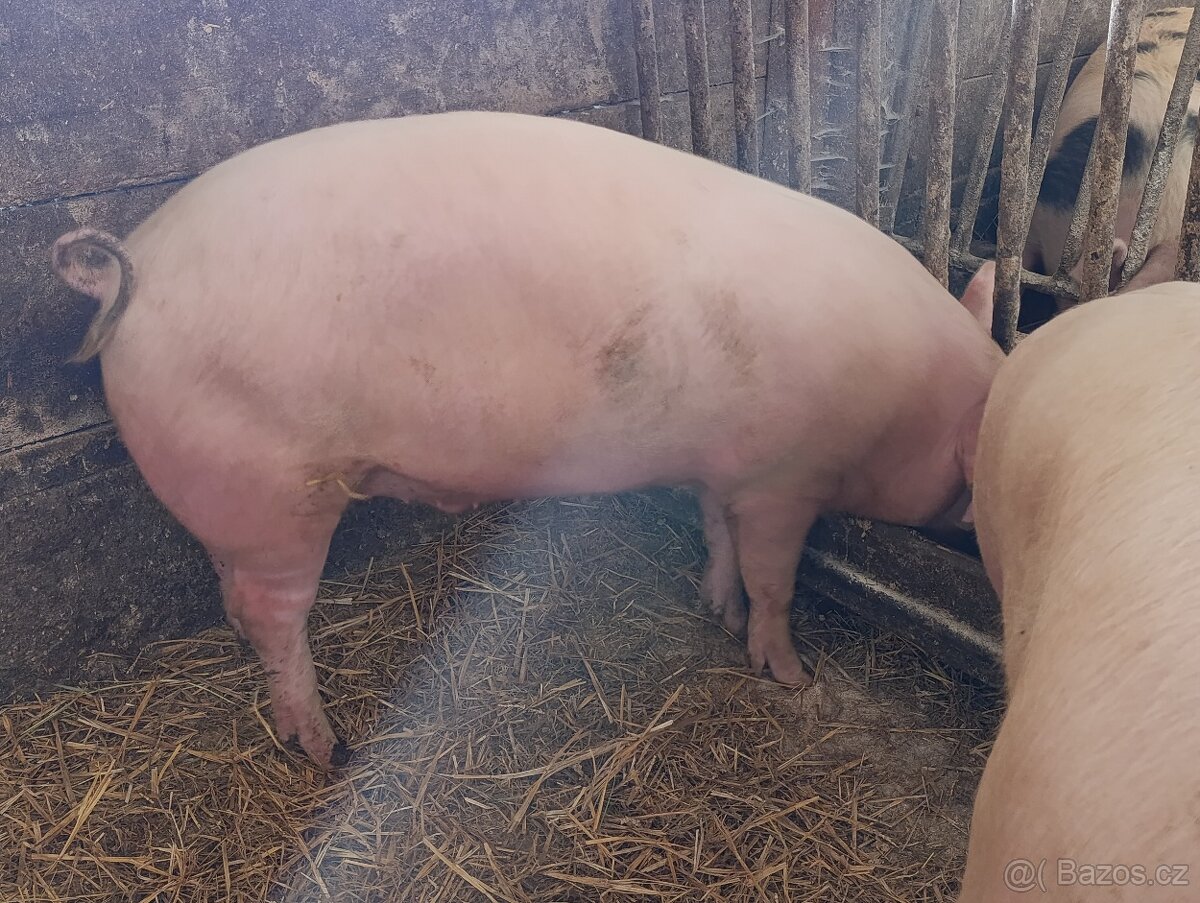 Prodám vykrmené prasata