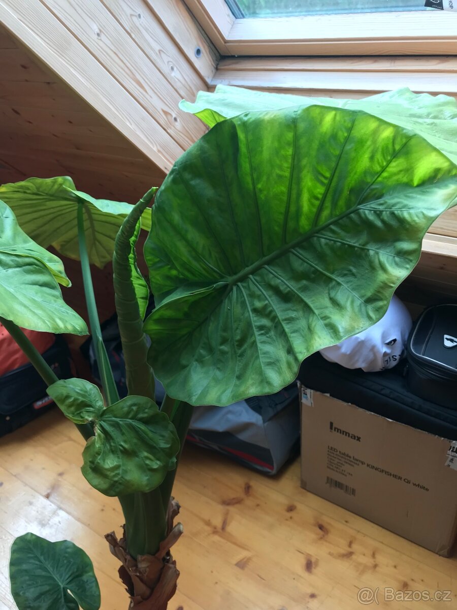 Sloní ucho - Alocasia portodora