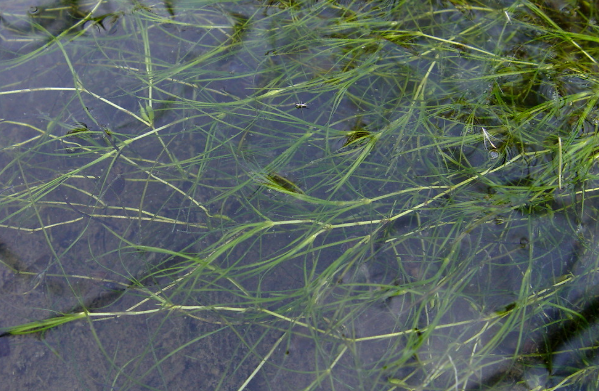 Zannichellia palustris – Šejdračka bahenní
