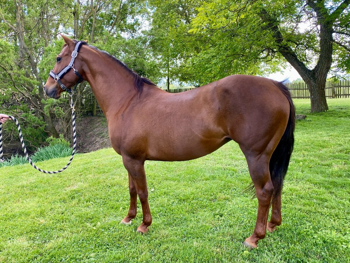 Klisna American Quarter Horse