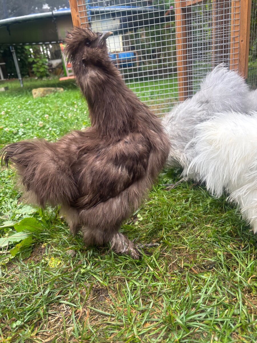 Prodám 2 kohoutky Hedvábničky