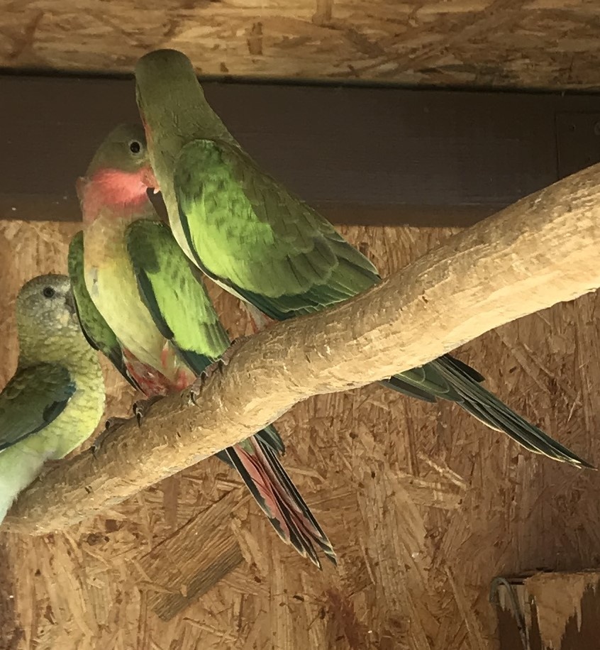 Papoušek Alexandřin