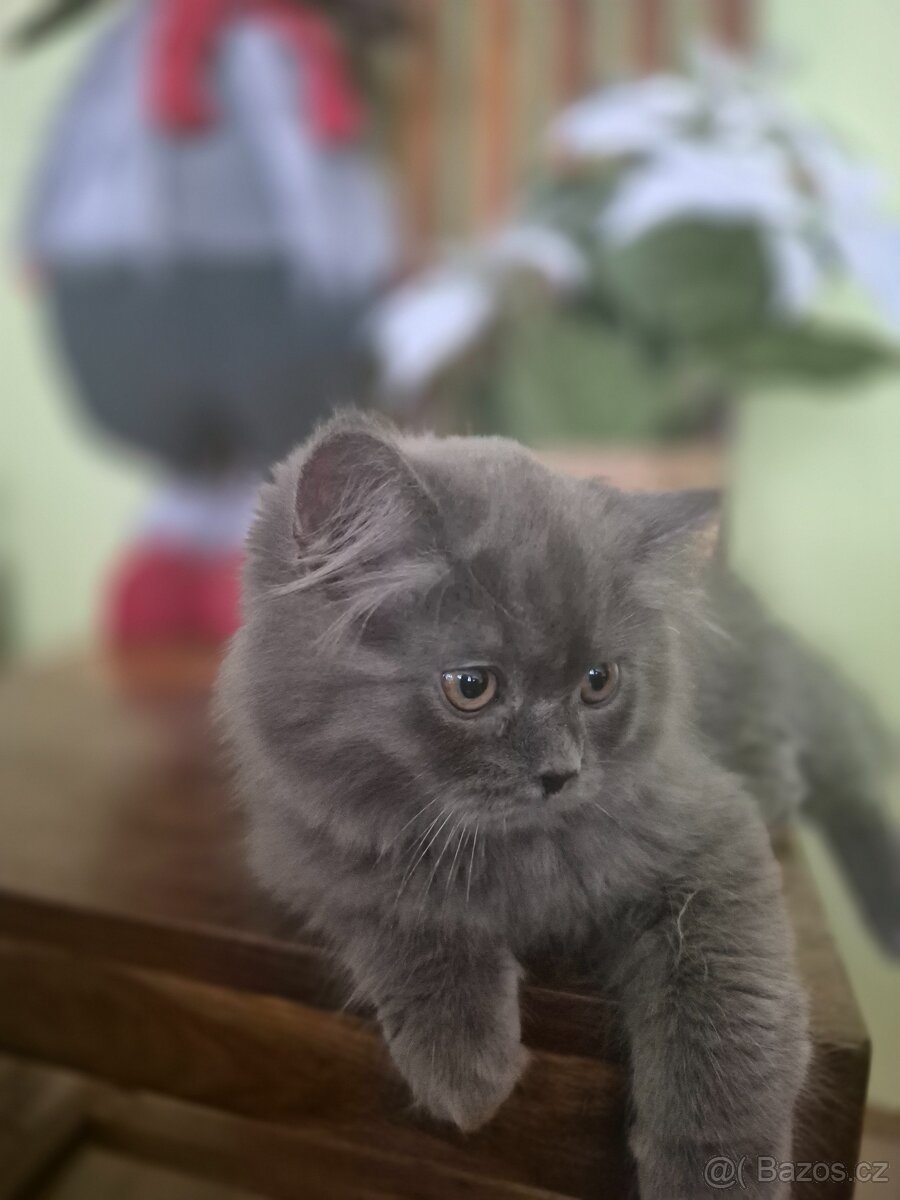 Britská modrá bez PP