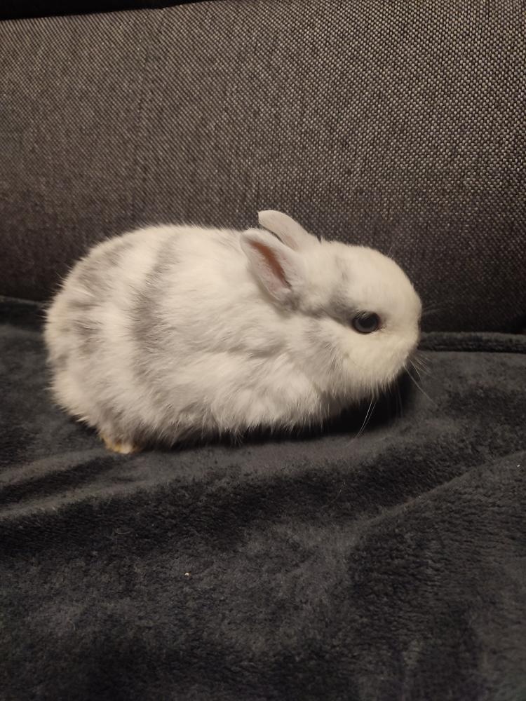 Zakrslý králíček