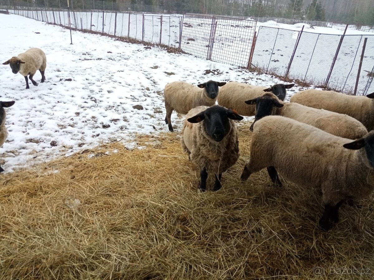 Plemenný beran Suffolk