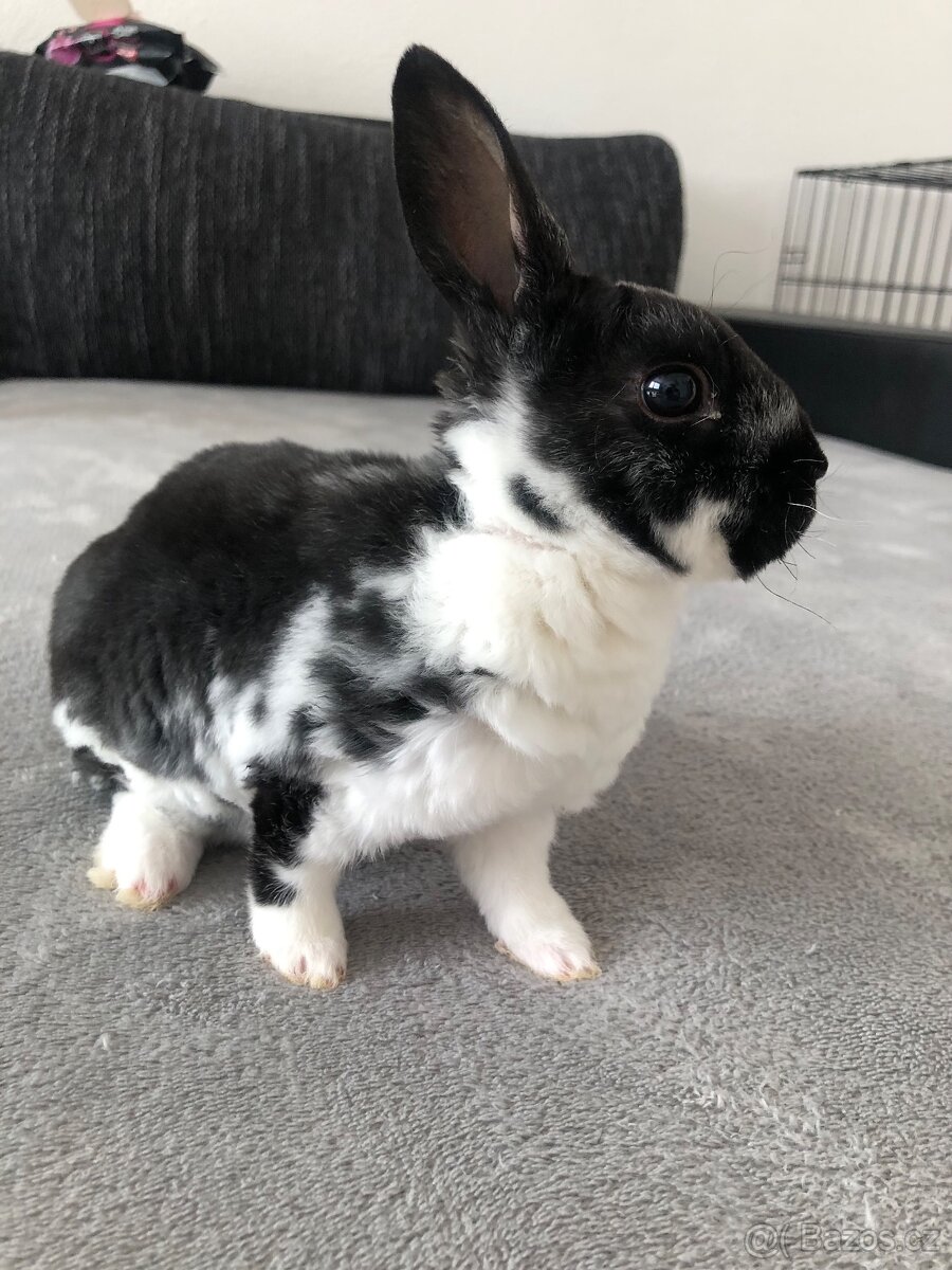 Prodám zakrslého Králíčka