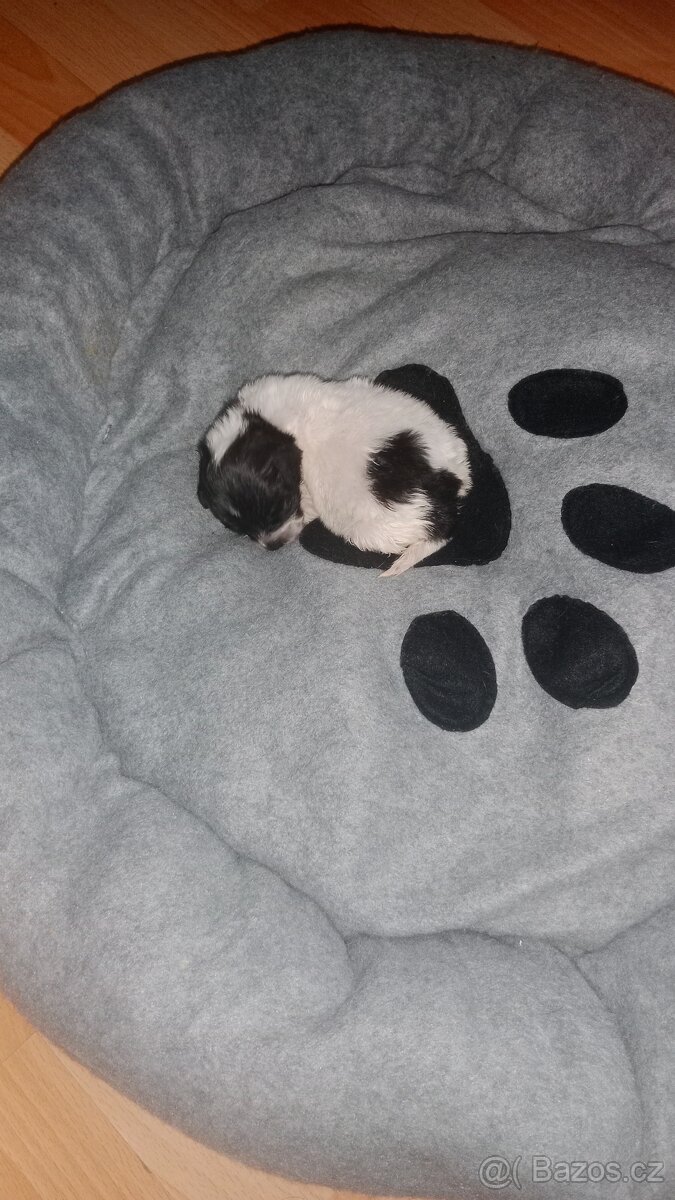 Prodám mini čivavu