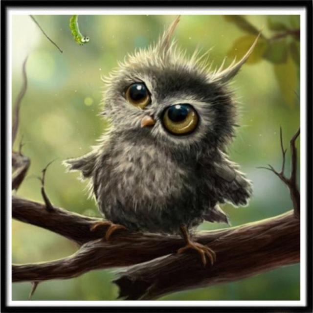 Sova - diamantové malování