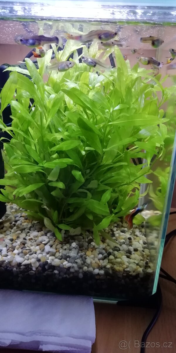 Rostliny do akvária