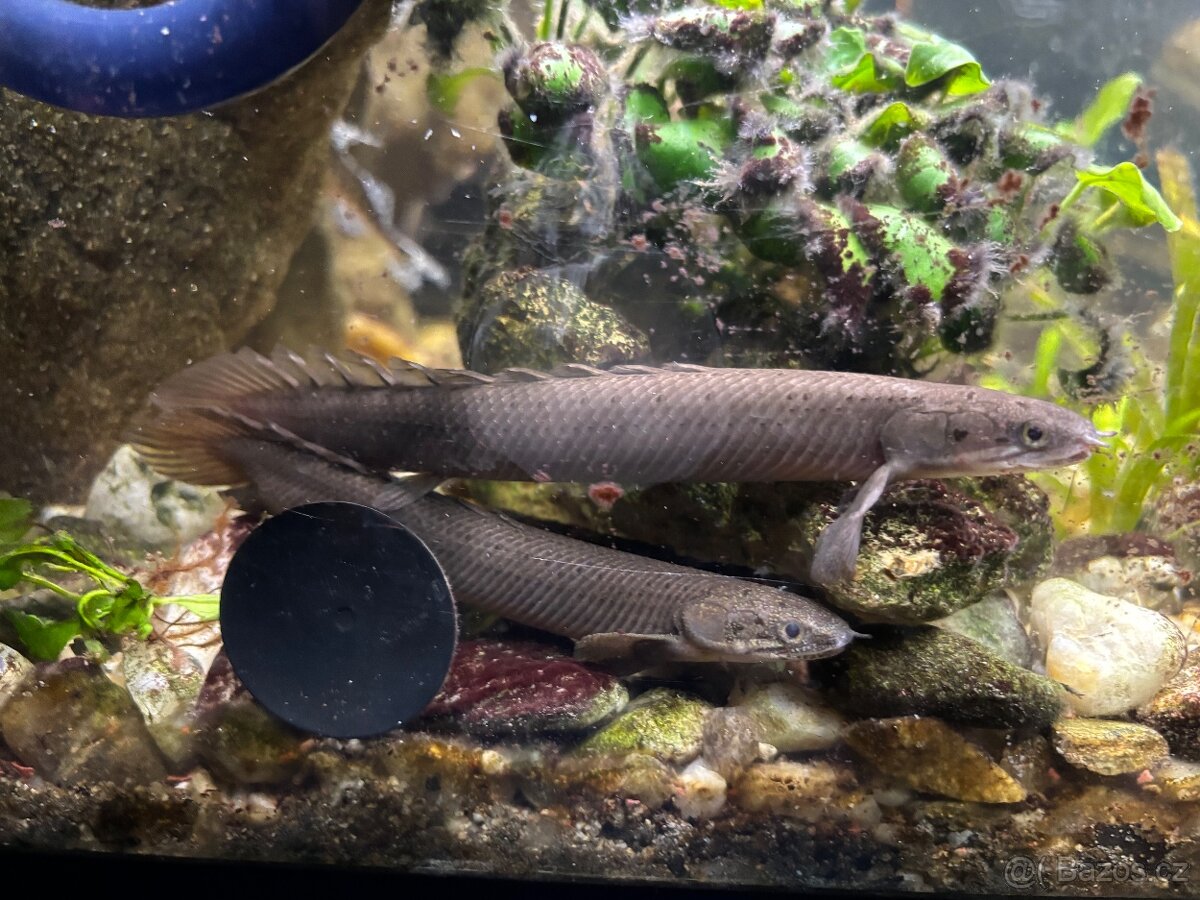 Nabízím k prodeji ryby z akvária - Bichir, pancéřníček