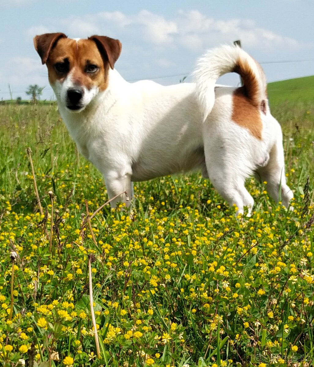 Krytí Jack Russel