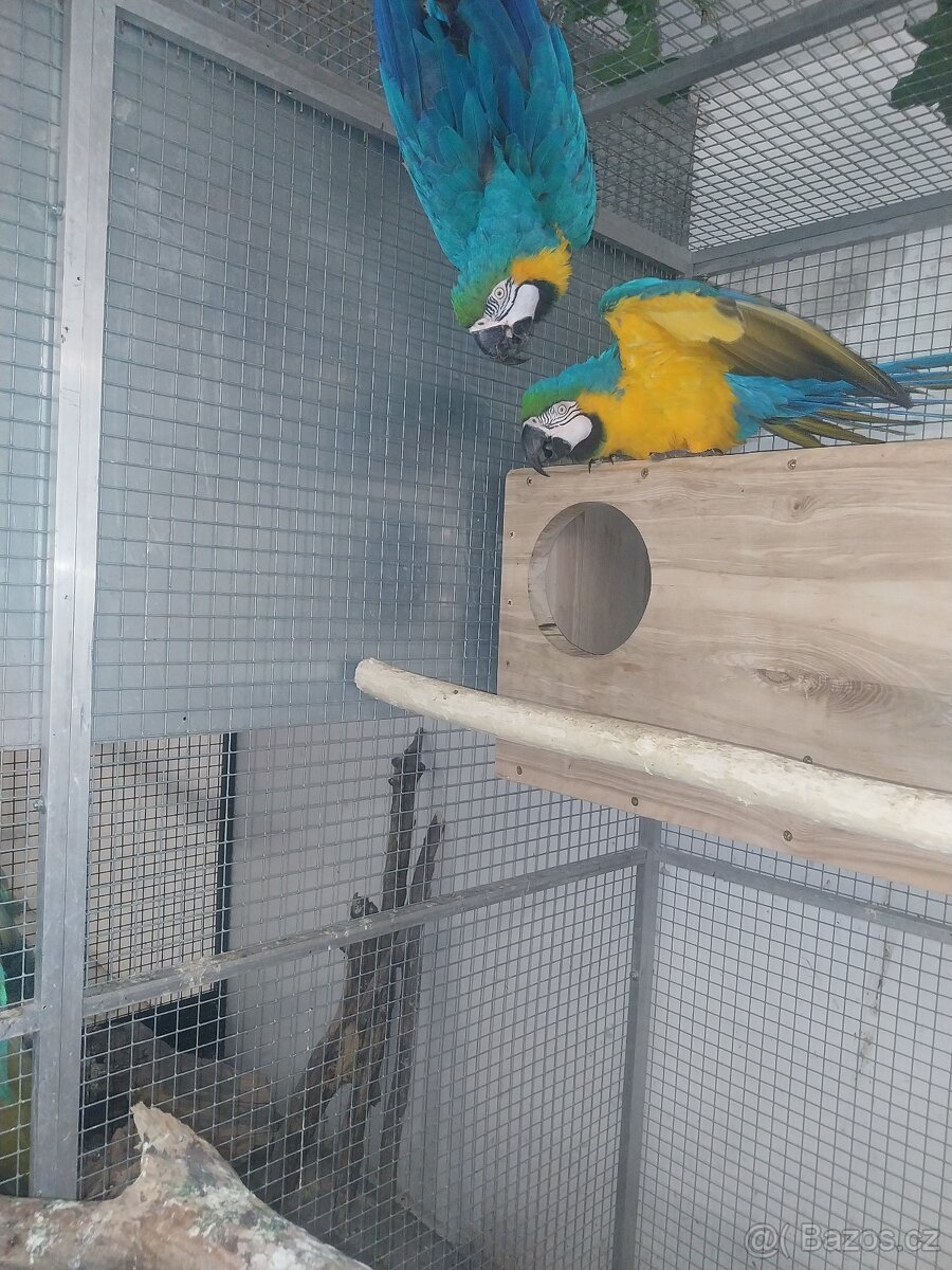 Ara ararauna