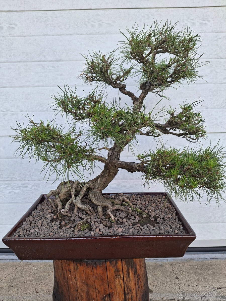 69-bonsaj-Borovice lesní (Pinus silvestris)