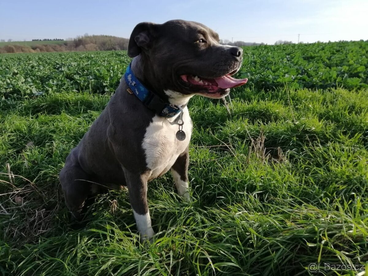 Krytí Americký stafordšírský teriér AST, Amstaf