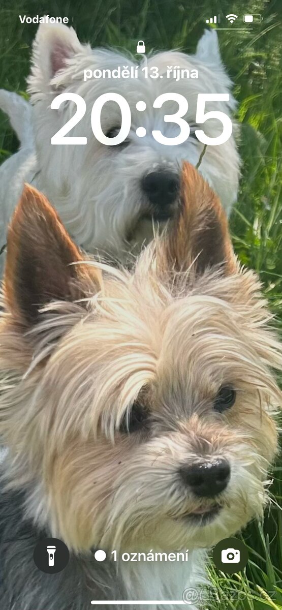 Jorksirsky teriér biewer