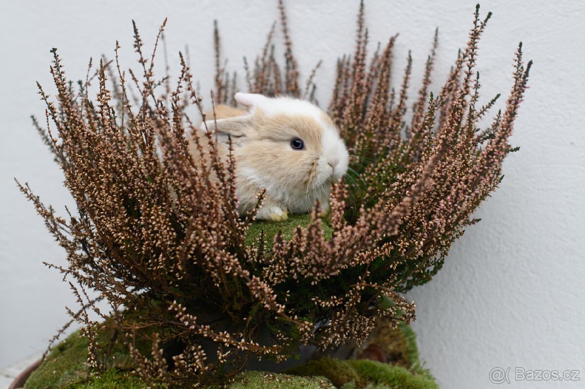 Minilop zakrslý králíček