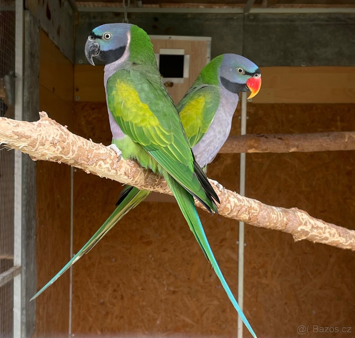 Prodám alexandry čínské