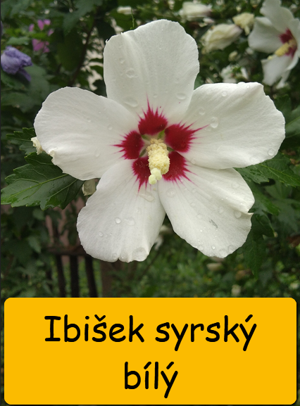 keře - psí víno, ibišek, pámelník, borůvka aj.