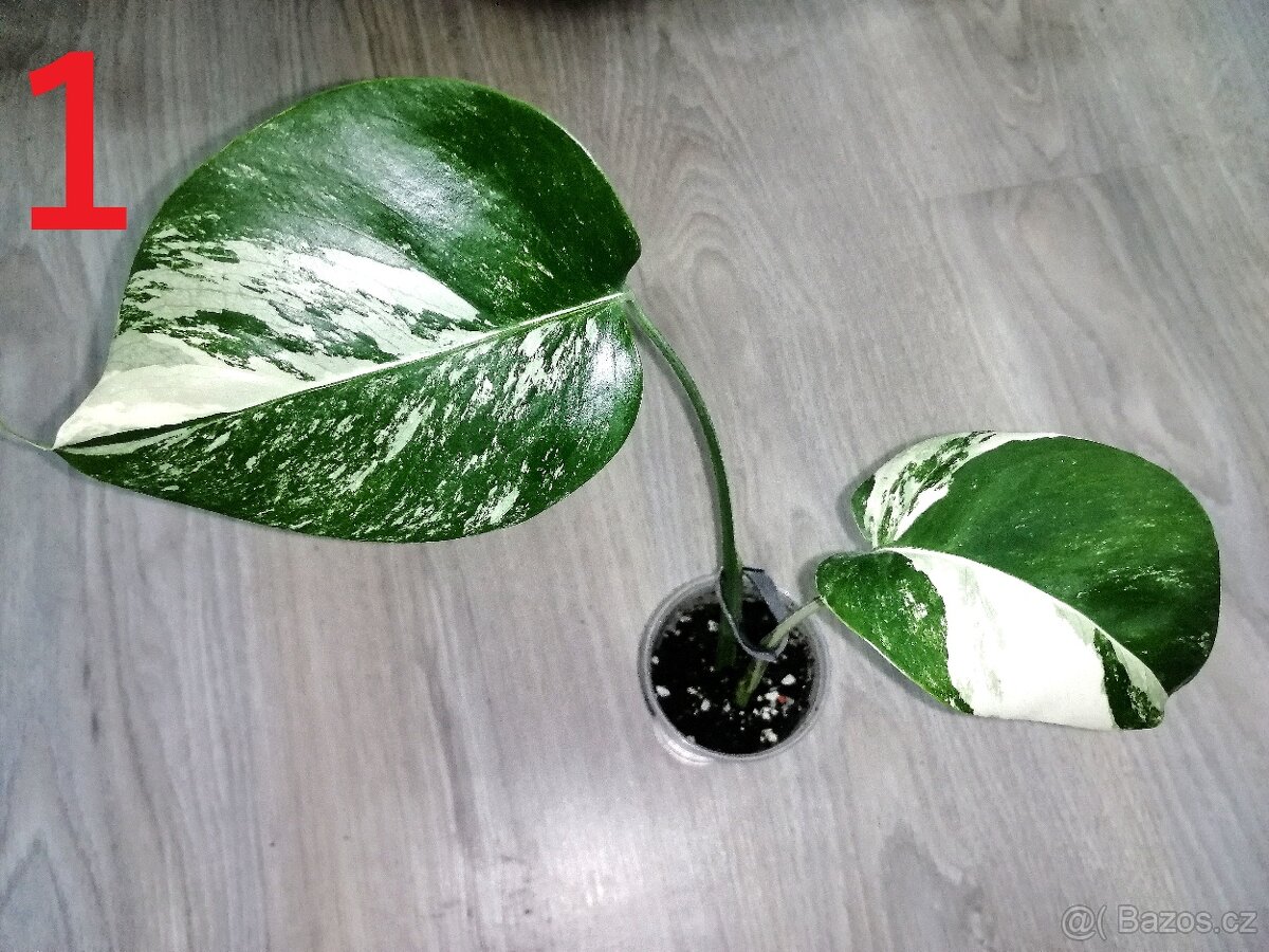1.Monstera Deliciosa Albo variegata - Vrchol