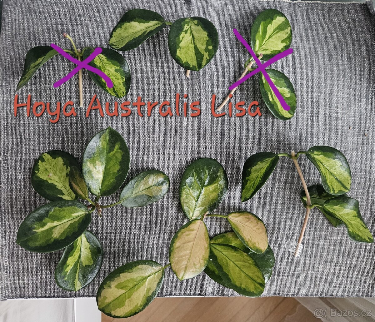 Pokojová rostlina - voskovka - Hoya Australis Lisa