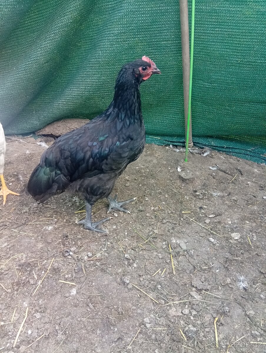 Kohouti Australky