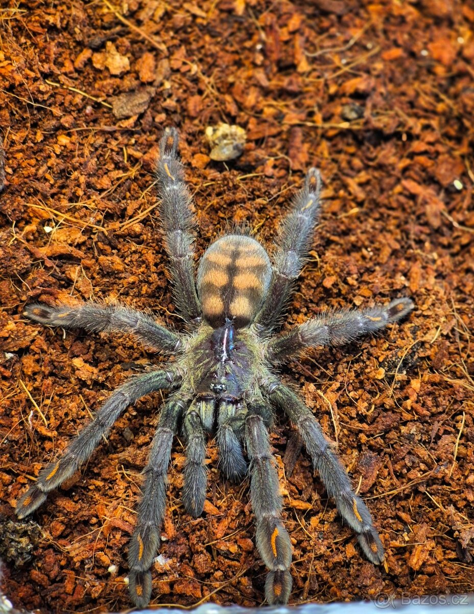 Prodám Psalmopoeus irminia