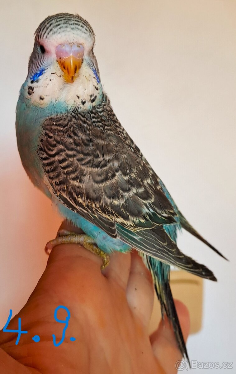 Andulka - mladý modrý kluk