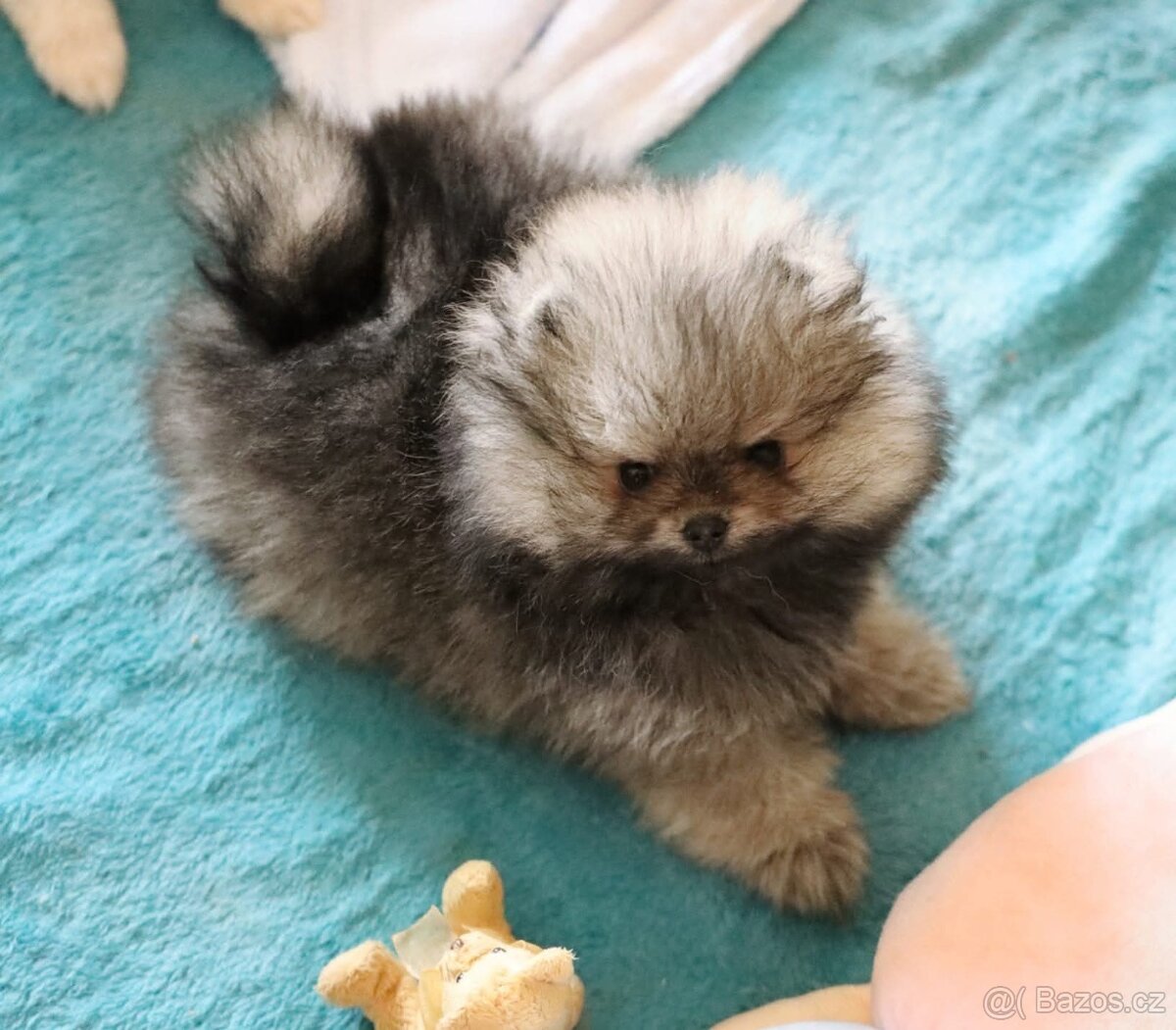 Pomeranian mini