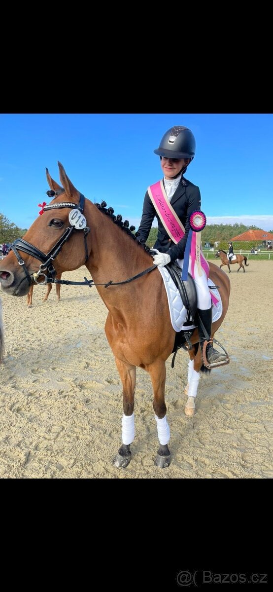 Zkušená drezurní pony klisna