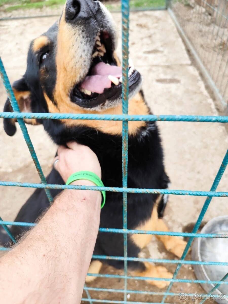 Kříženec rotvajlera s německým ovčákem