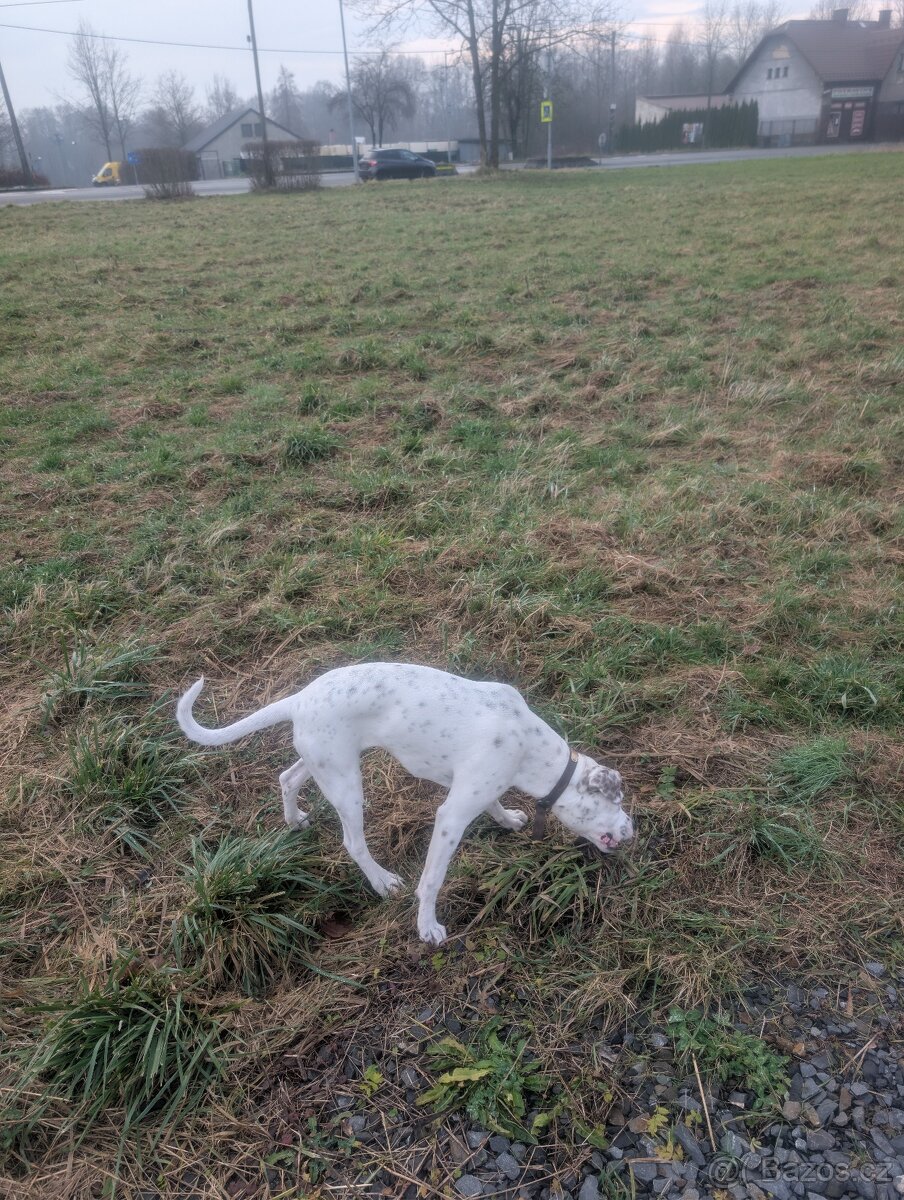 7mesicni štěně boxera a dogy