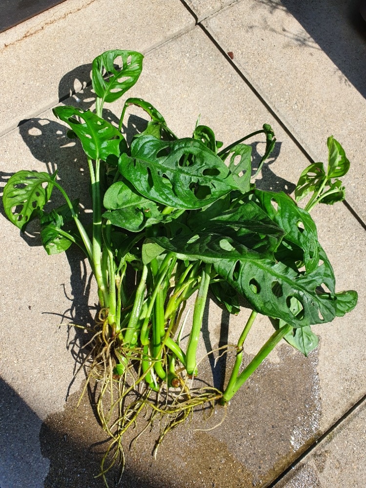 Monstera adansonii - řízek s kořínky