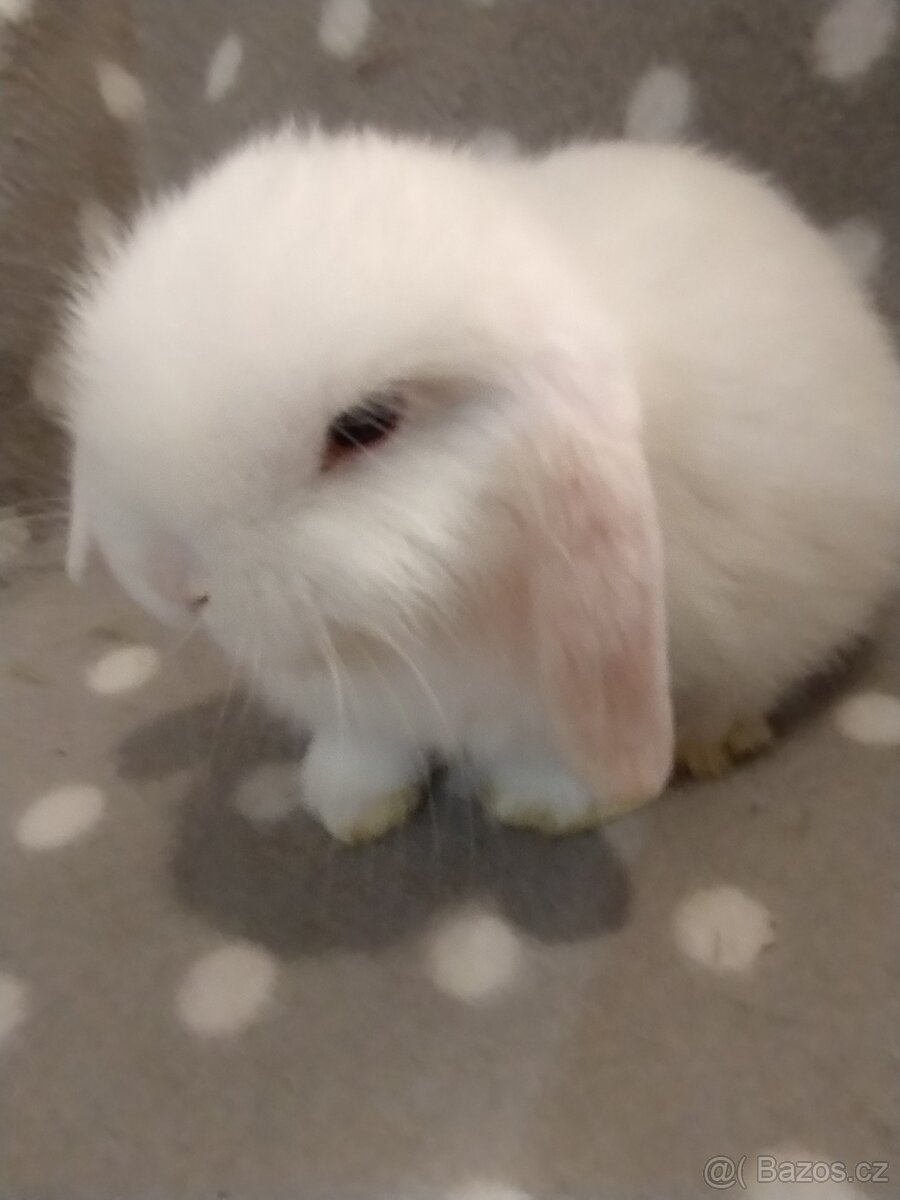 Nabízím miminka minilopů