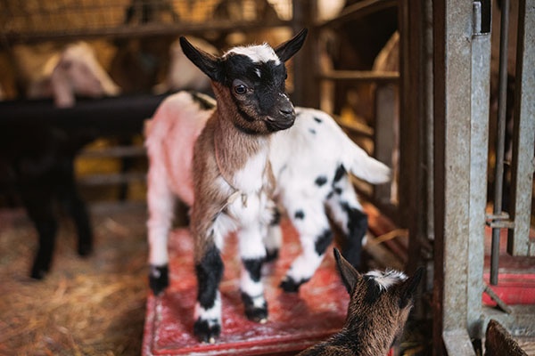 Holandská zakrslá koza s průkazem původu– vymazlená kůzlátka