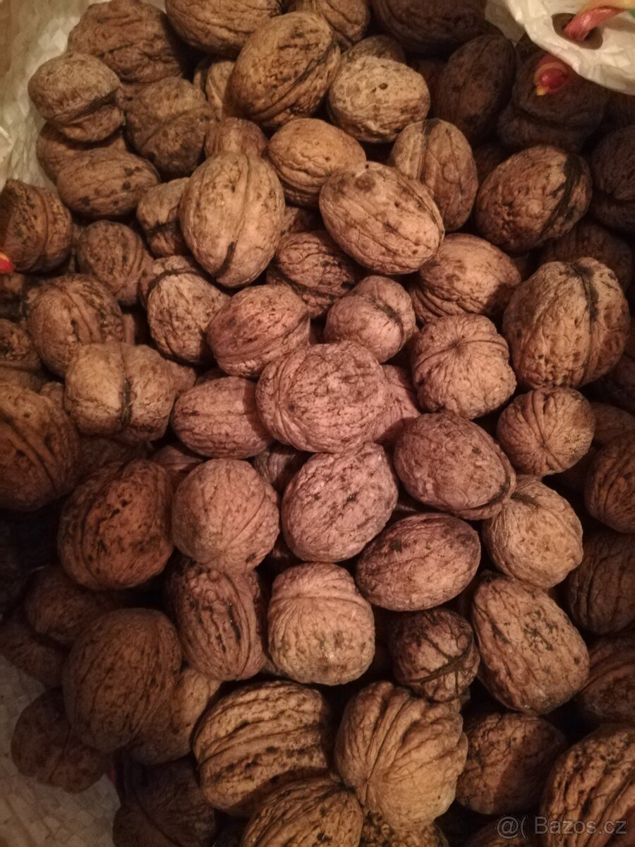 Vlšké ořechy neloupané