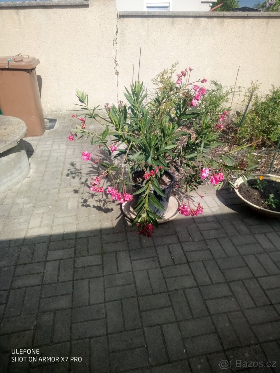 Oleandr