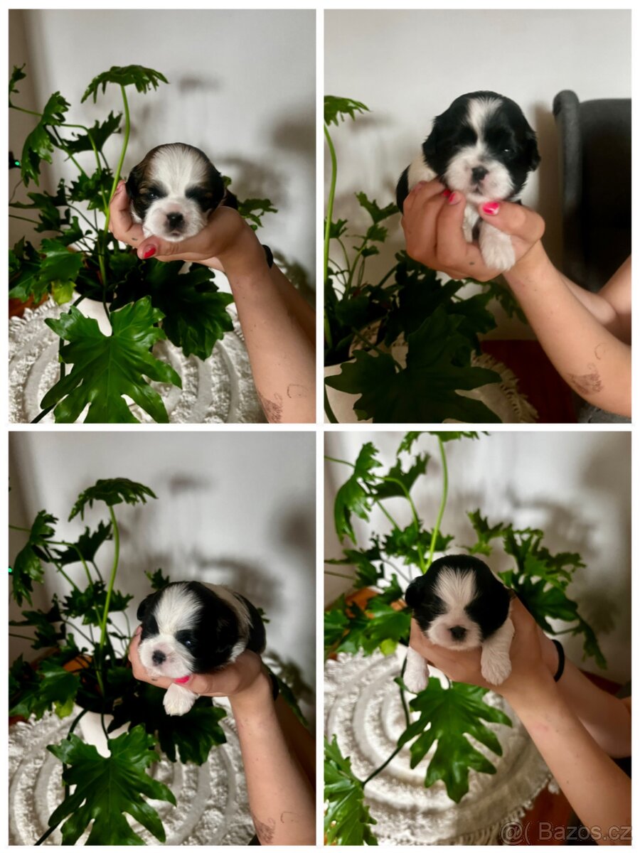 Shih-tzu štěňátka