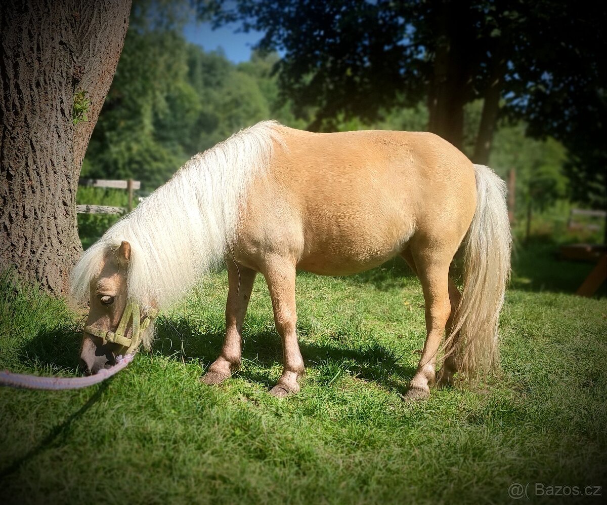 Prodám mini pony kobylka