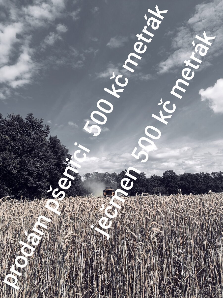 Prodám Obilí