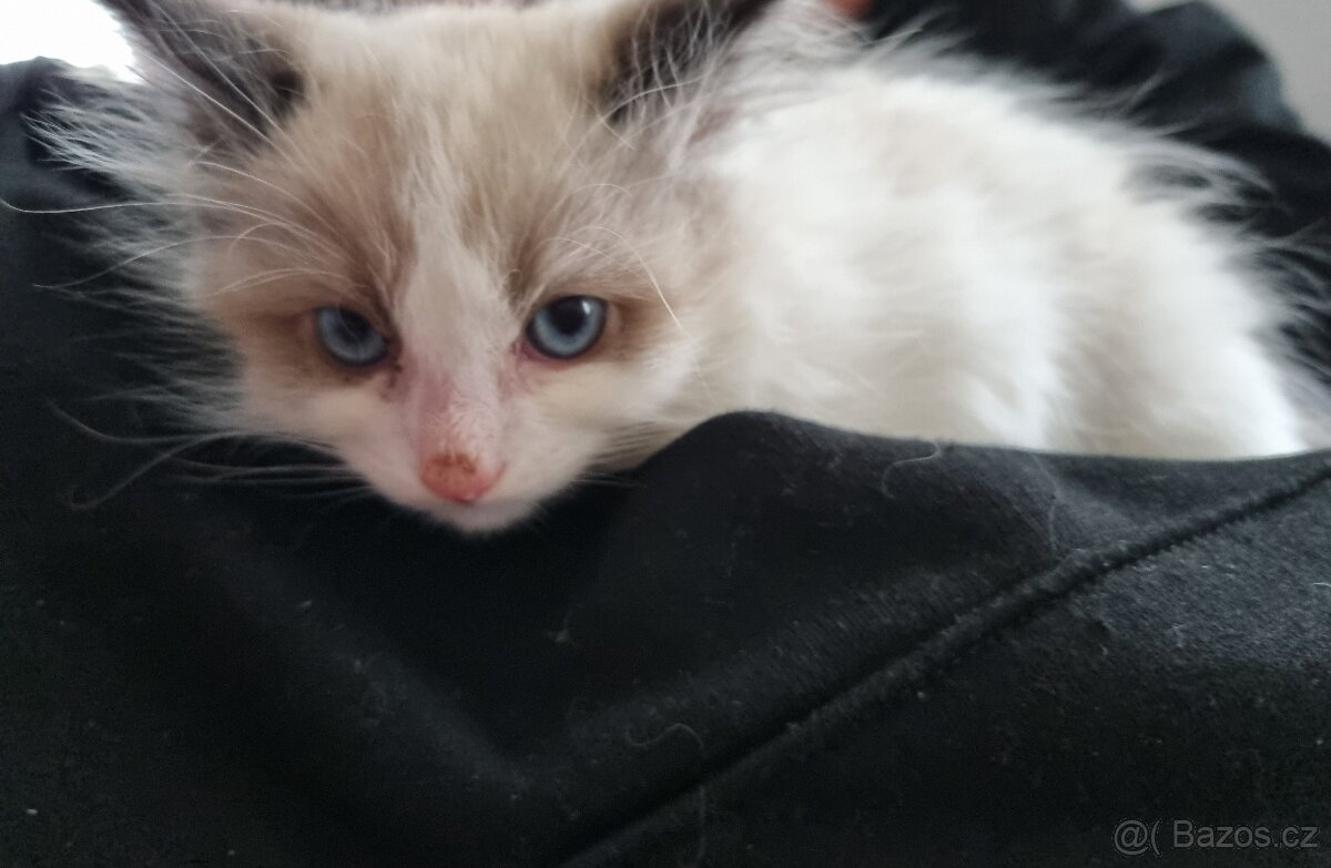 Ragdoll koťátko