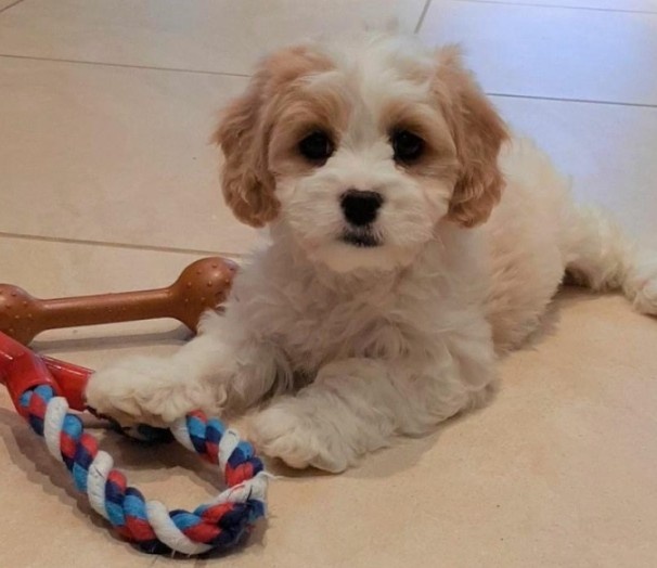 Havanský psík / bišonek