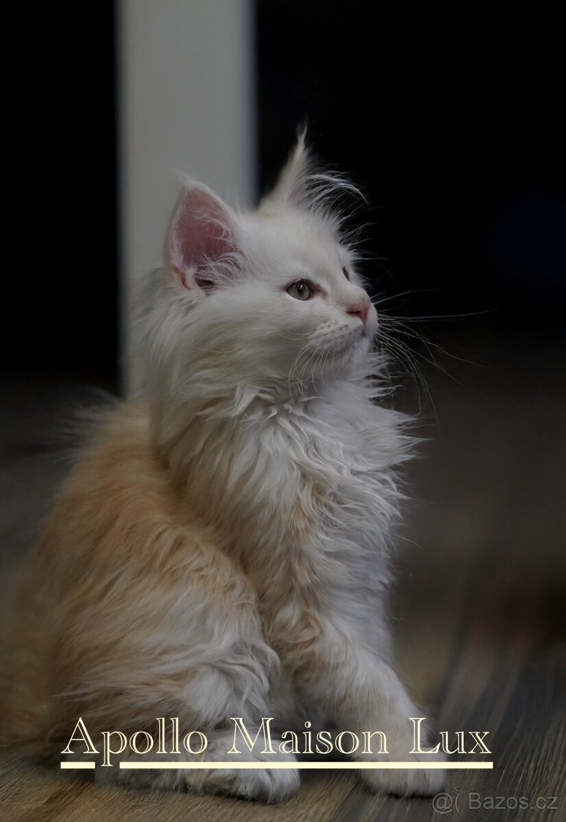 mainská mývalí kočka (mainska myvali)