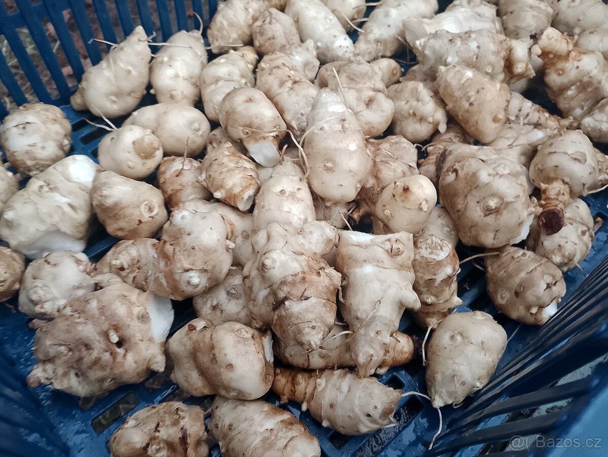 Čerstvě vykopané Topinambury