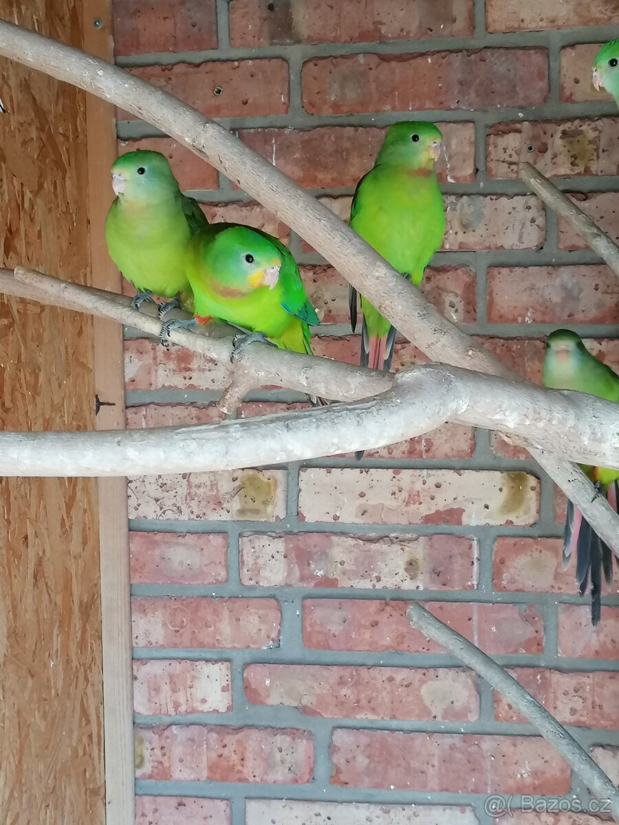 Papoušek nádherný