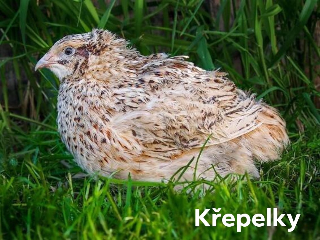 Křepelky japonské nosné slepičky