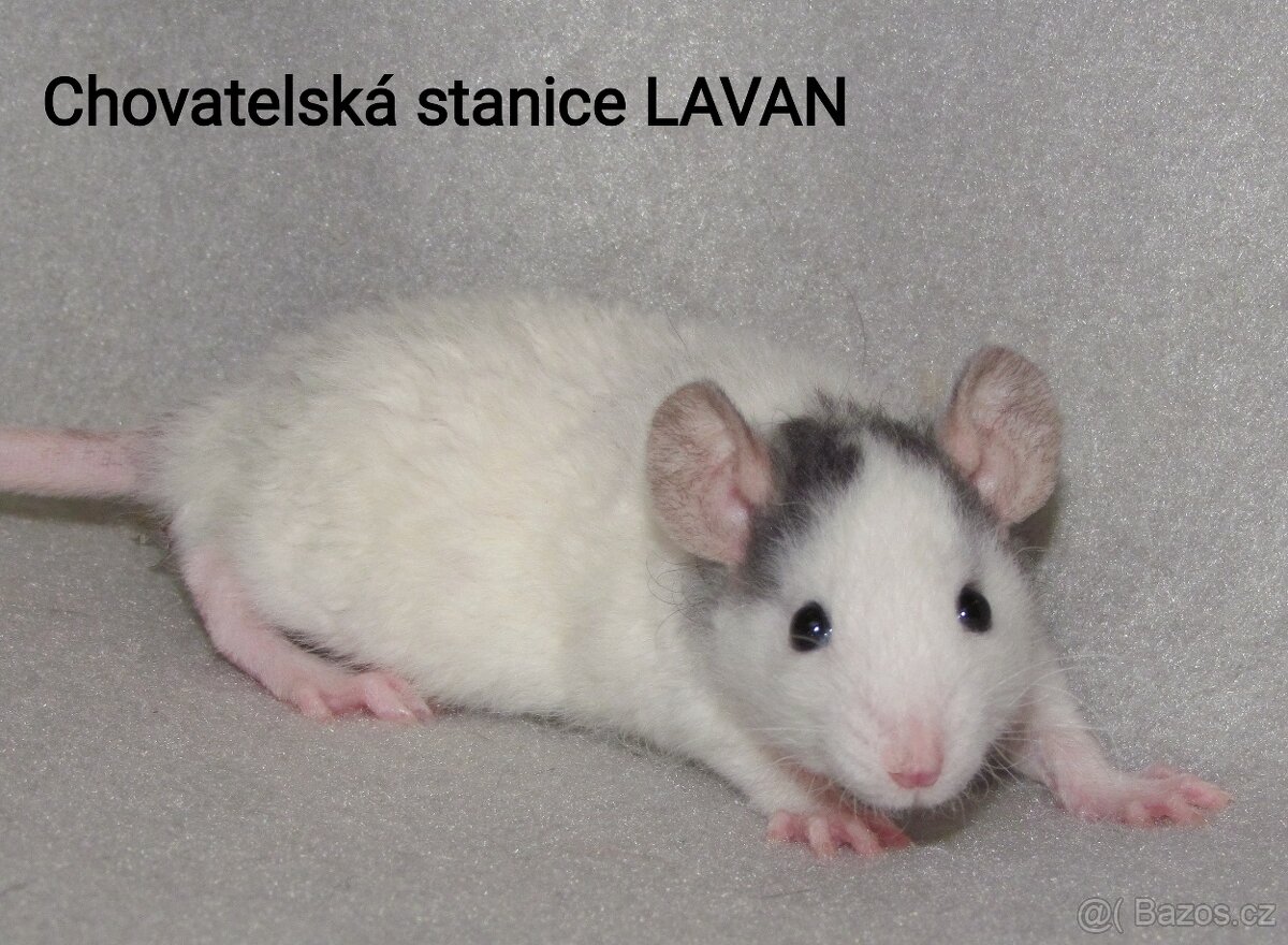 Potkaní kluci s rodokmenem